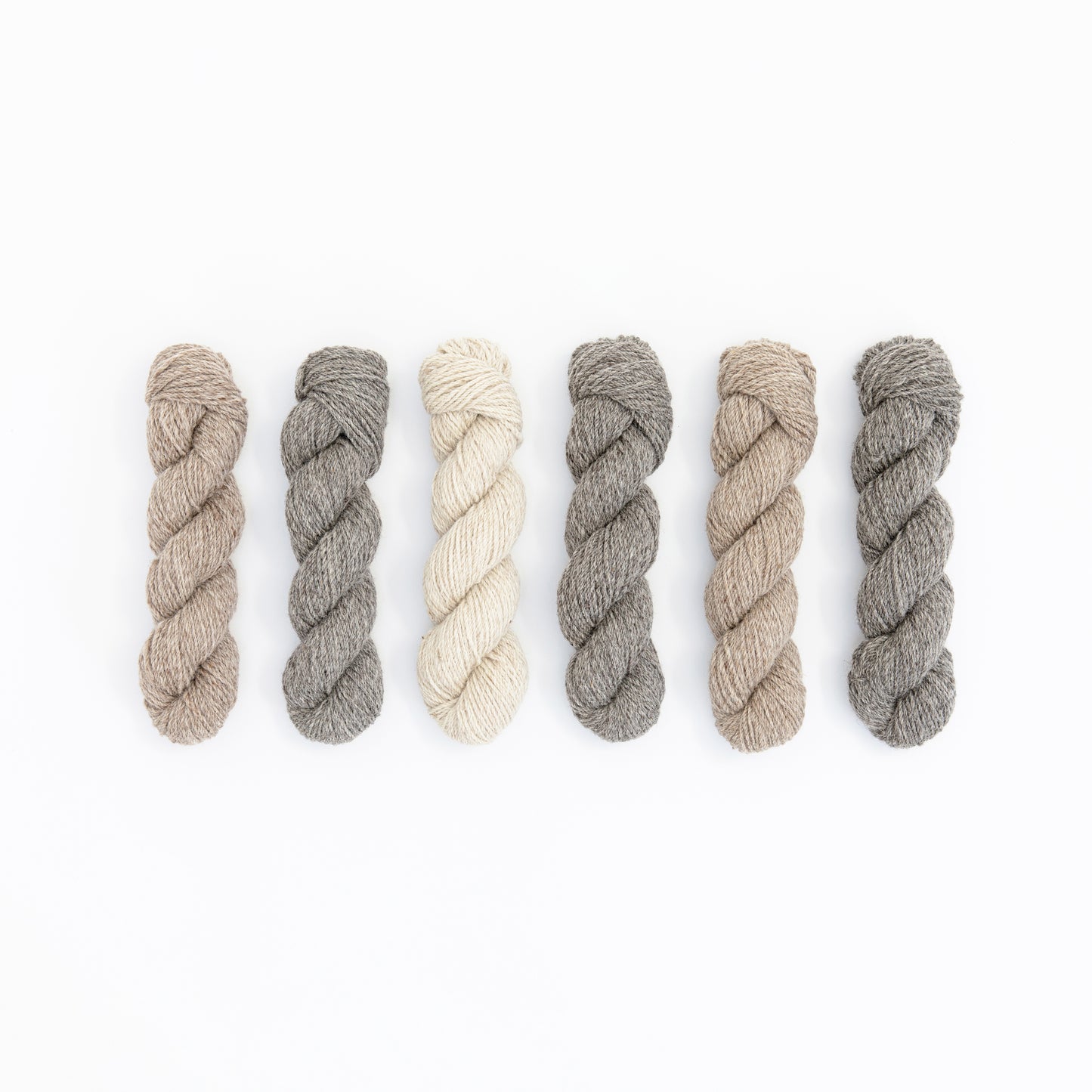 Ibiza the Shetland x Romney